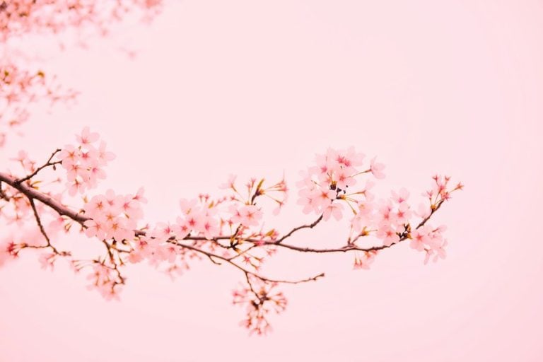 peach blossom stars