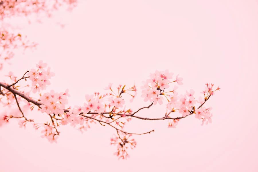 桃花